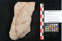 Foto (Objekt + Etikett) von Glyptostrobus europaeus Brongniart (NHMW-GEO-2024-0188-6765)